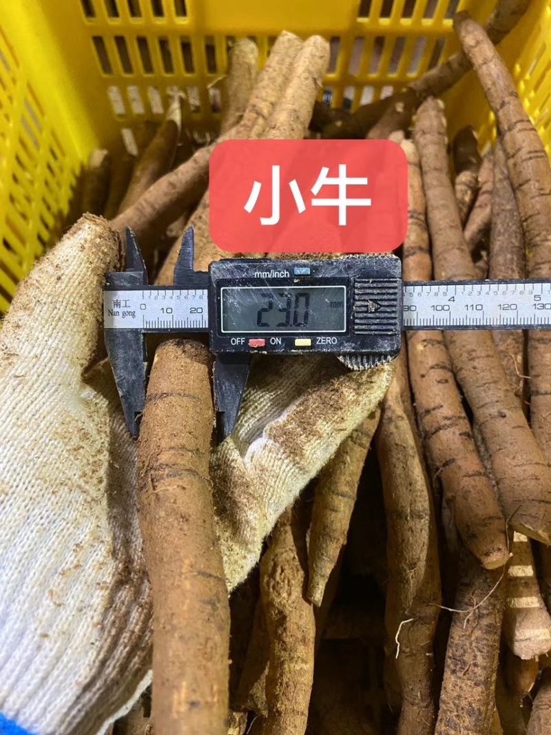 新鲜牛大力各种规格广东阳江原产地直供无杂质欢迎电话咨询