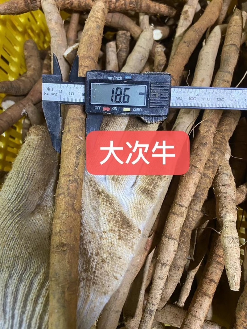 新鲜牛大力各种规格广东阳江原产地直供无杂质欢迎电话咨询