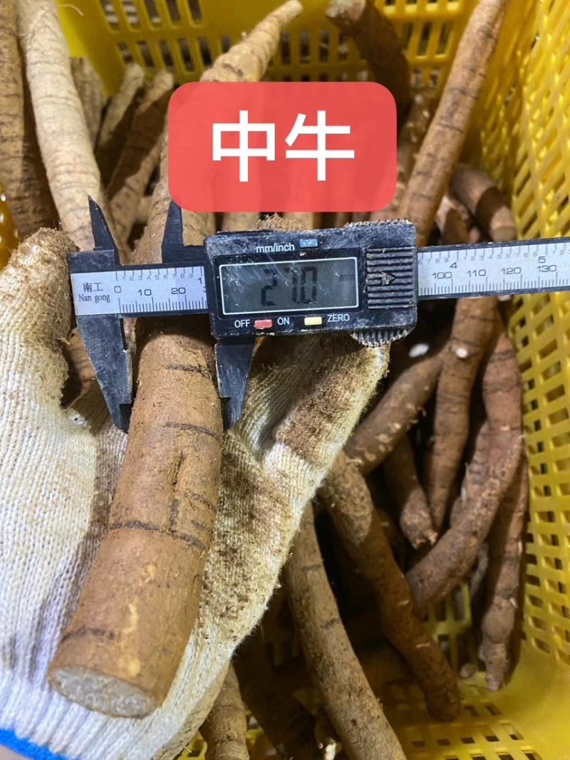 新鲜牛大力各种规格广东阳江原产地直供无杂质欢迎电话咨询