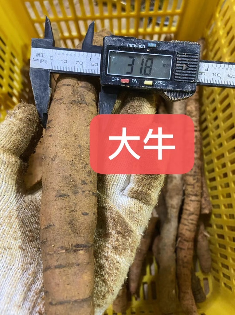 新鲜牛大力各种规格广东阳江原产地直供无杂质欢迎电话咨询