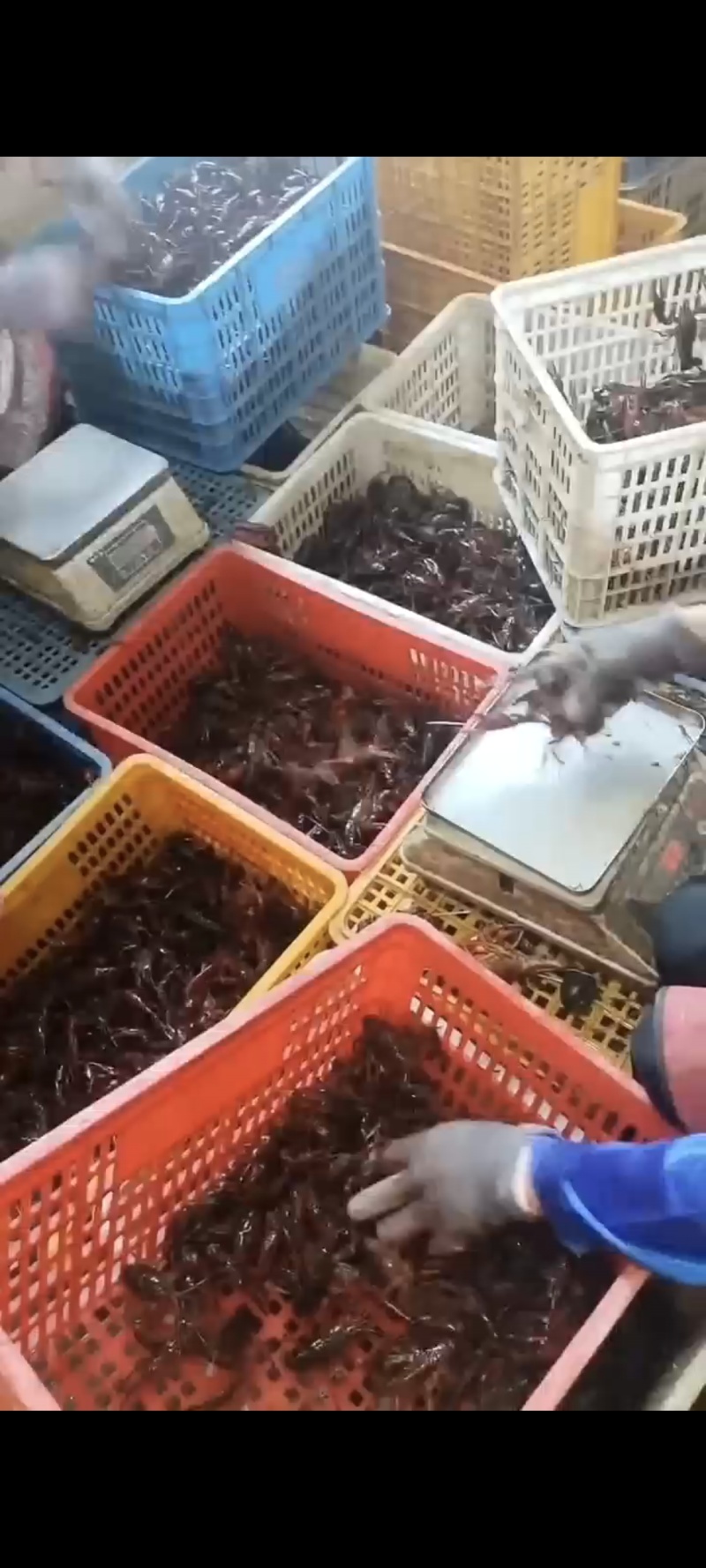 【牛商极力推荐】湖北潜江精品小龙虾，规格齐全。保质保量