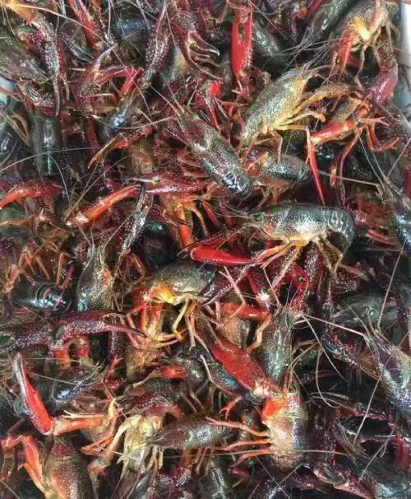 【牛商极力推荐】湖北潜江精品小龙虾，规格齐全。保质保量