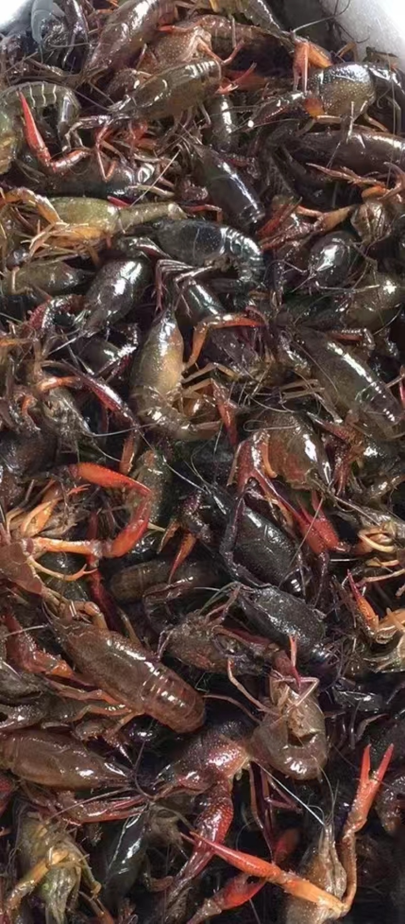 【牛商极力推荐】湖北潜江精品小龙虾，规格齐全。保质保量