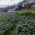 鲜毛豆