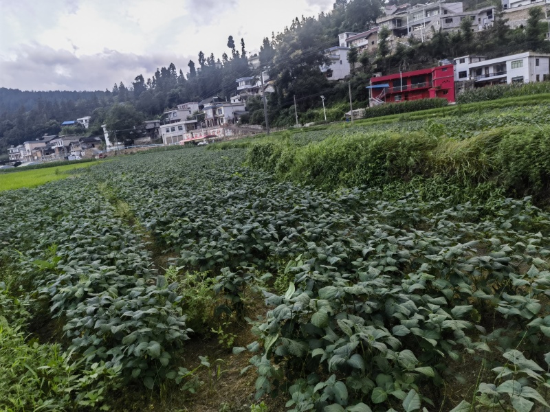 鲜毛豆