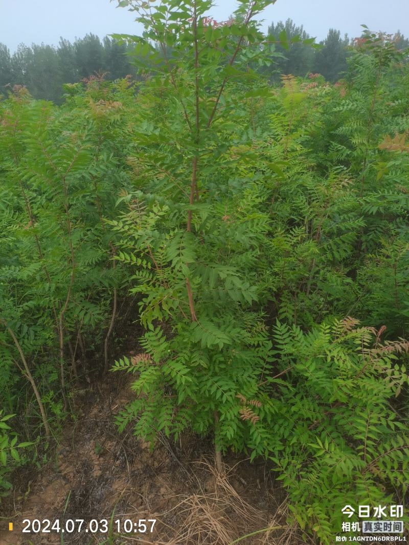 黄连木黄连木小苗营养袋苗