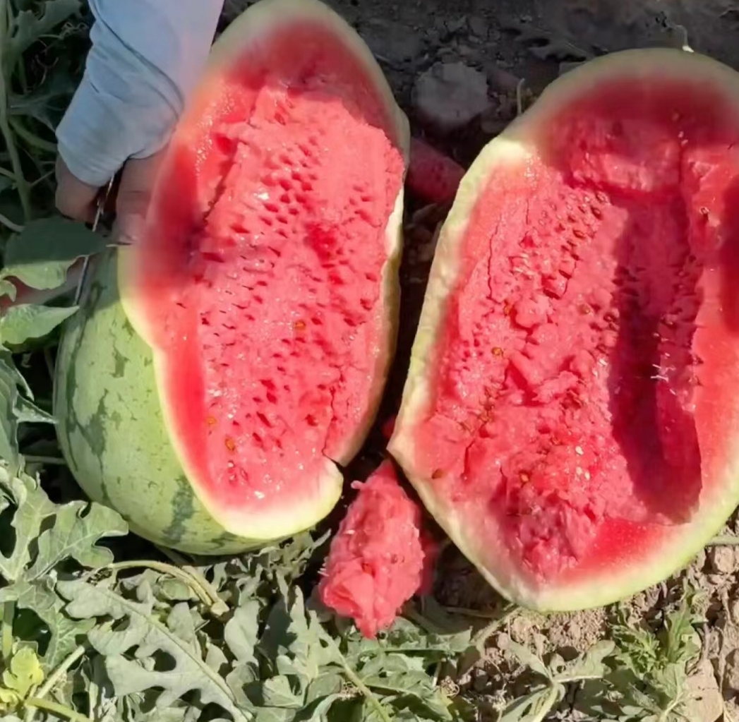 西瓜切开后暴露在高温环境下的场景