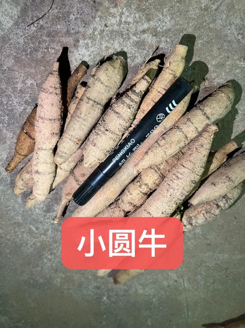 新鲜牛大力各种规格广东阳江原产地直供无杂质欢迎电话咨询