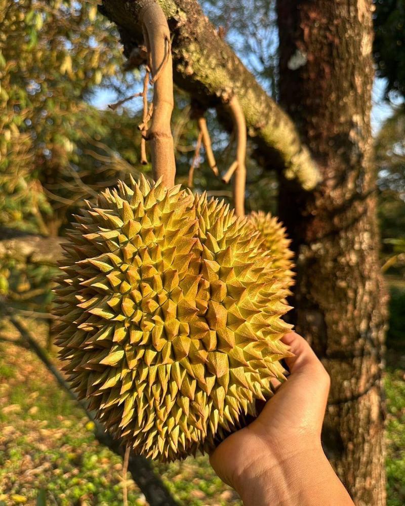 金枕~榴莲~种植基地采摘~一手货源~烂果~坏果~包售后