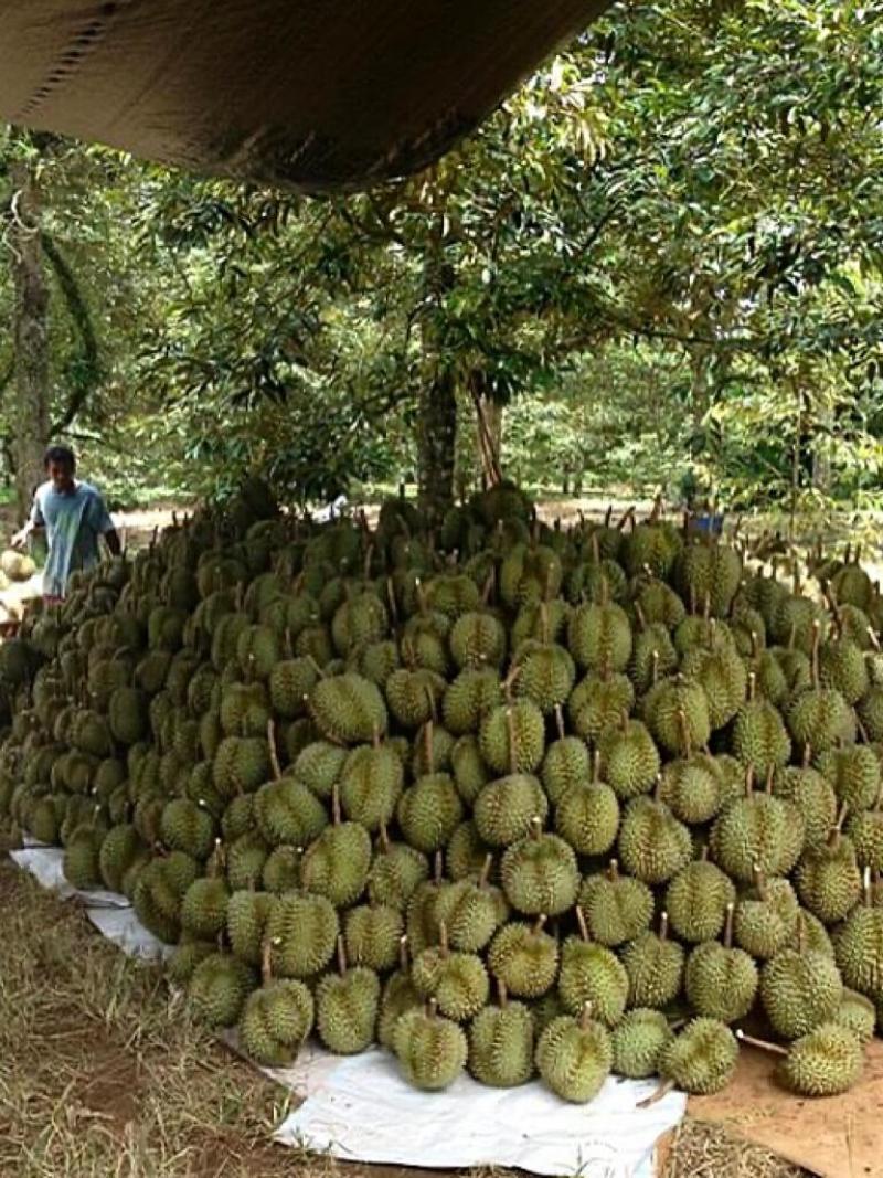 金枕~榴莲~种植基地采摘~一手货源~烂果~坏果~包售后