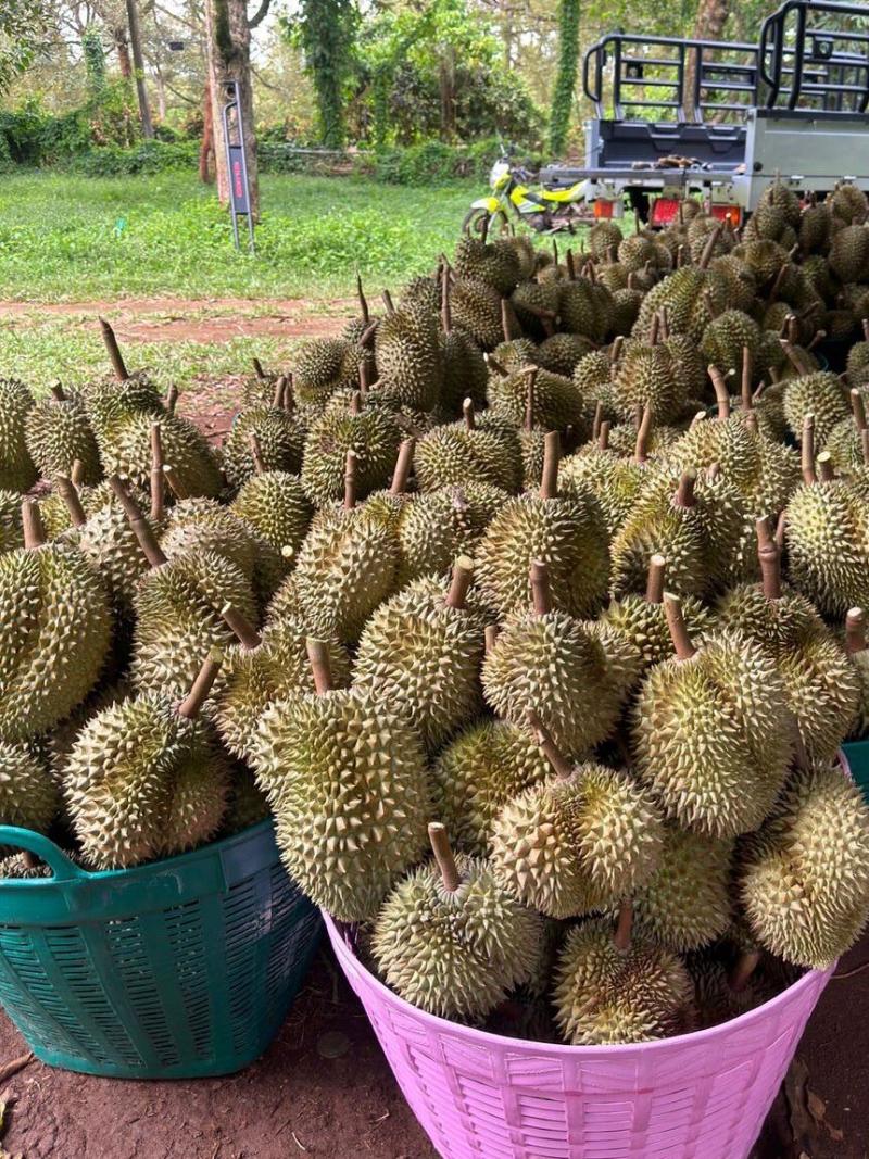 金枕~榴莲~种植基地采摘~一手货源~烂果~坏果~包售后