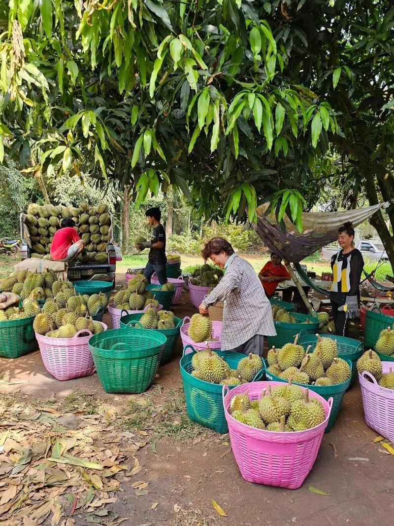 金枕~榴莲~种植基地采摘~一手货源~烂果~坏果~包售后