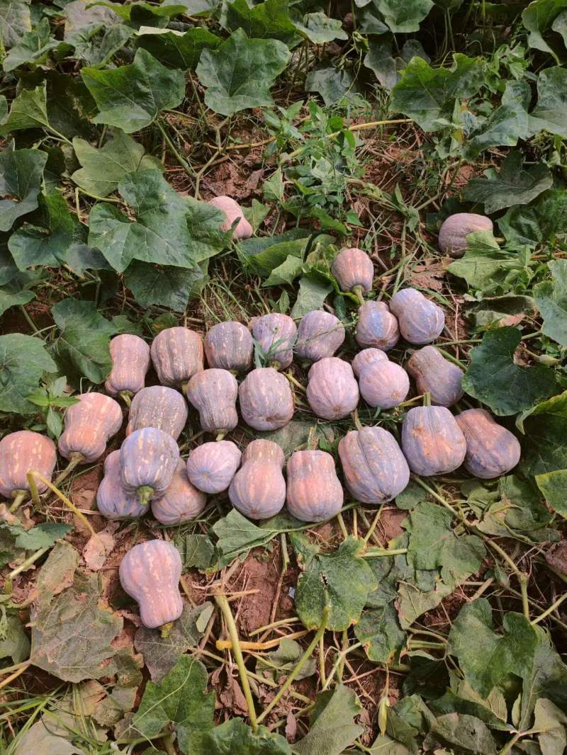 湖南岳阳小金香南瓜，口感软糯香甜，货源充足代发全国