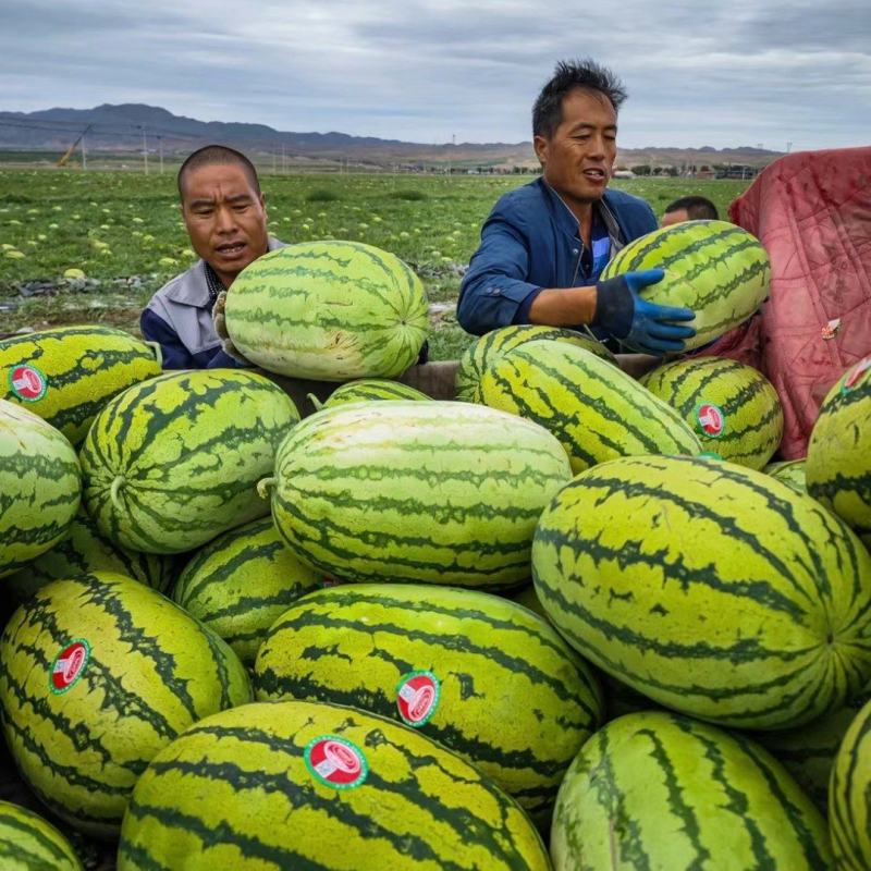 《宁夏硒砂瓜》康乐西瓜/石头瓜/大吨位供应/按货定价