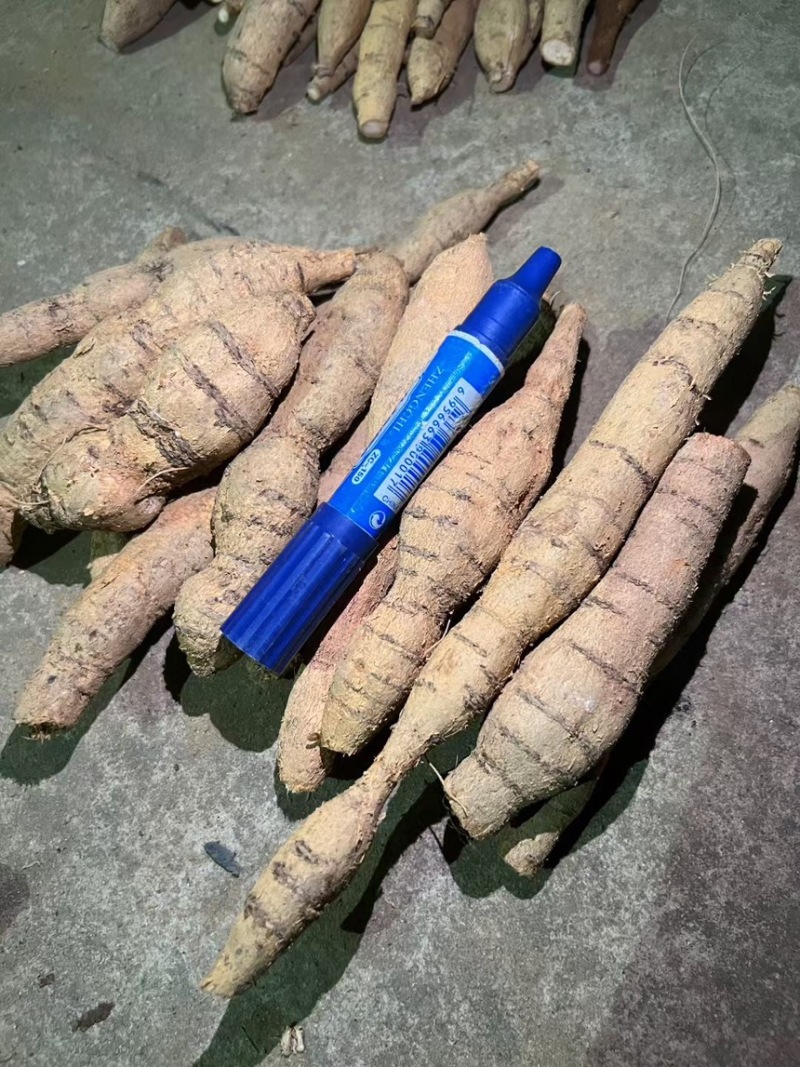 广东阳江牛大力鲜货各种规格产地直供量大价优欢迎来电咨询