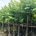 红花紫荆8～20公分产地直发规格齐全质量保证