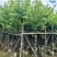 红花紫荆8～20公分产地直发规格齐全质量保证