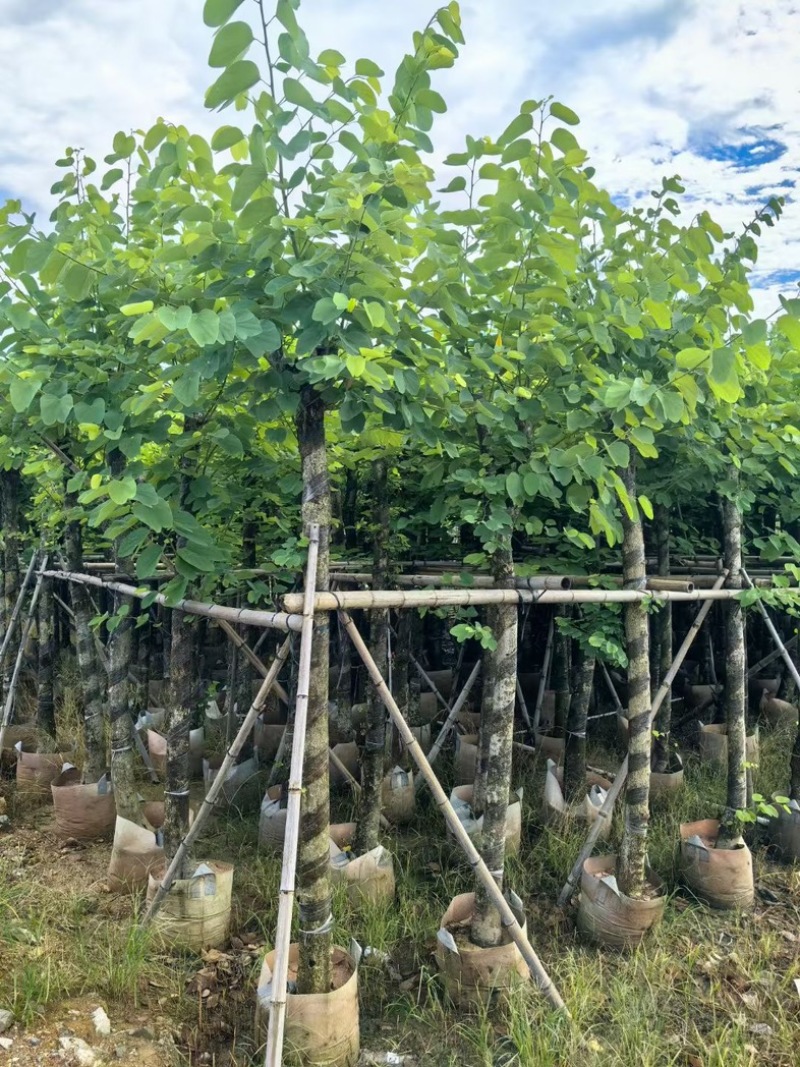 红花紫荆8～20公分产地直发规格齐全质量保证