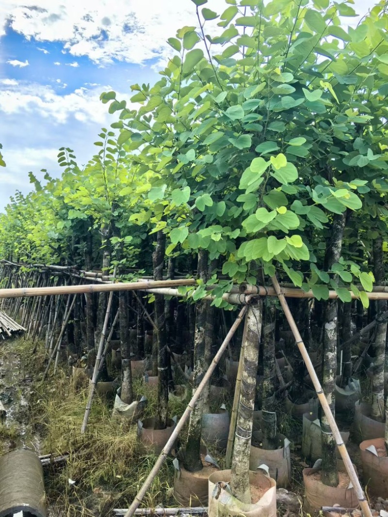 红花紫荆8～20公分产地直发规格齐全质量保证