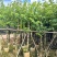 红花紫荆8～20公分产地直发规格齐全质量保证