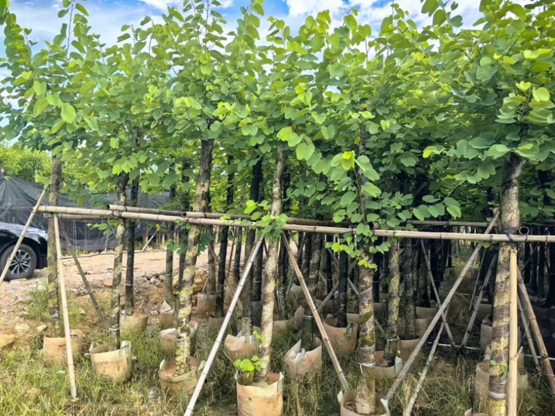 红花紫荆8～20公分产地直发规格齐全质量保证