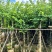 红花紫荆8～20公分产地直发规格齐全质量保证