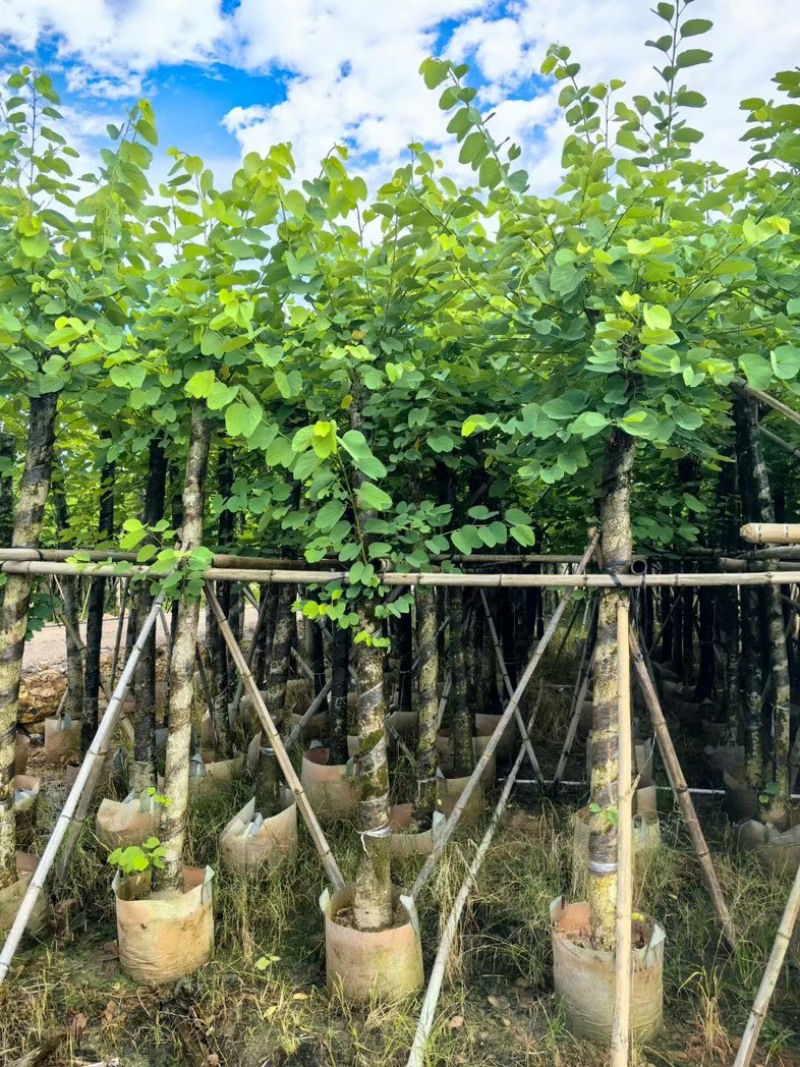 红花紫荆8～20公分产地直发规格齐全质量保证