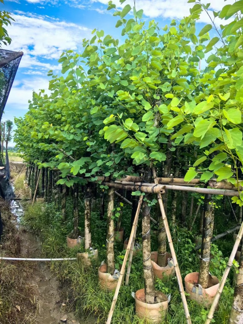 红花紫荆8～20公分产地直发规格齐全质量保证