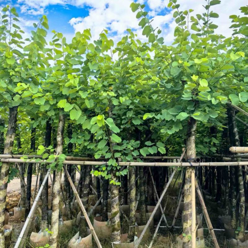 红花紫荆8～20公分产地直发规格齐全质量保证