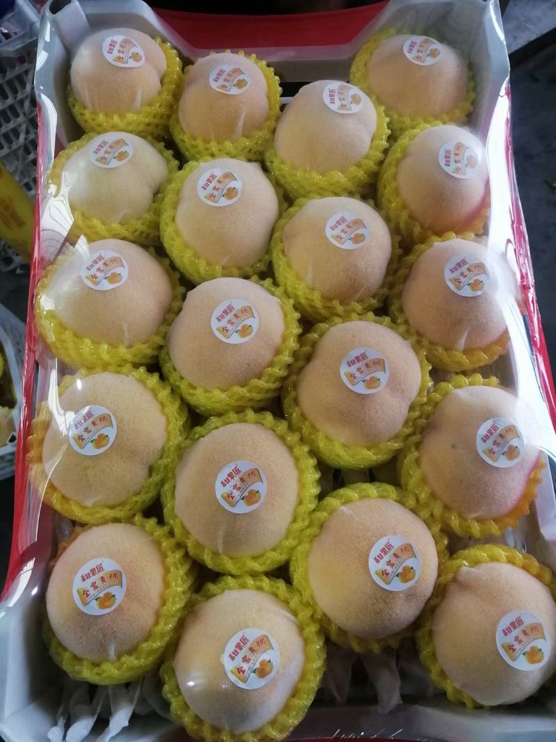 黄毛桃