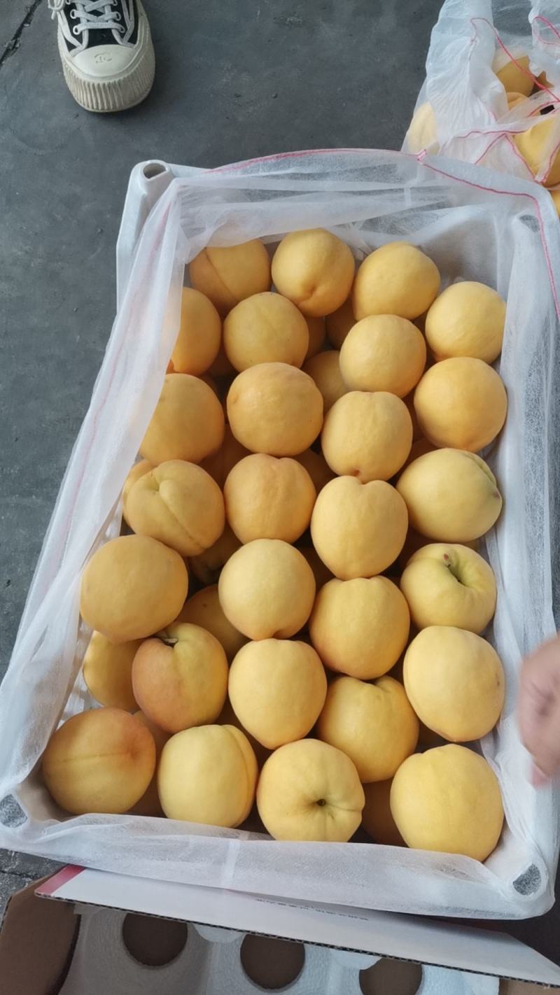 黄毛桃