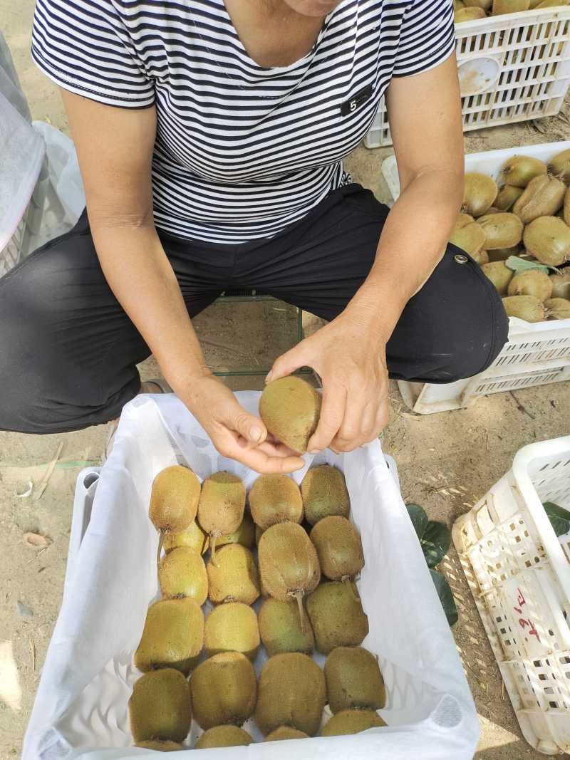 绿心猕猴桃河南华美2号奇异果大量上市产地直发供应全国