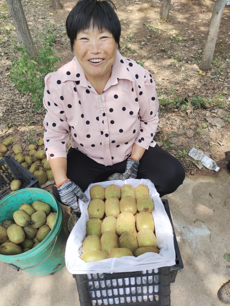 绿心猕猴桃河南华美2号奇异果大量上市产地直发供应全国