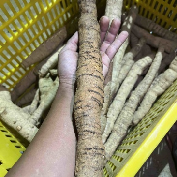 精品牛大力产地直发量大质优大牛中牛小牛小小牛大次牛