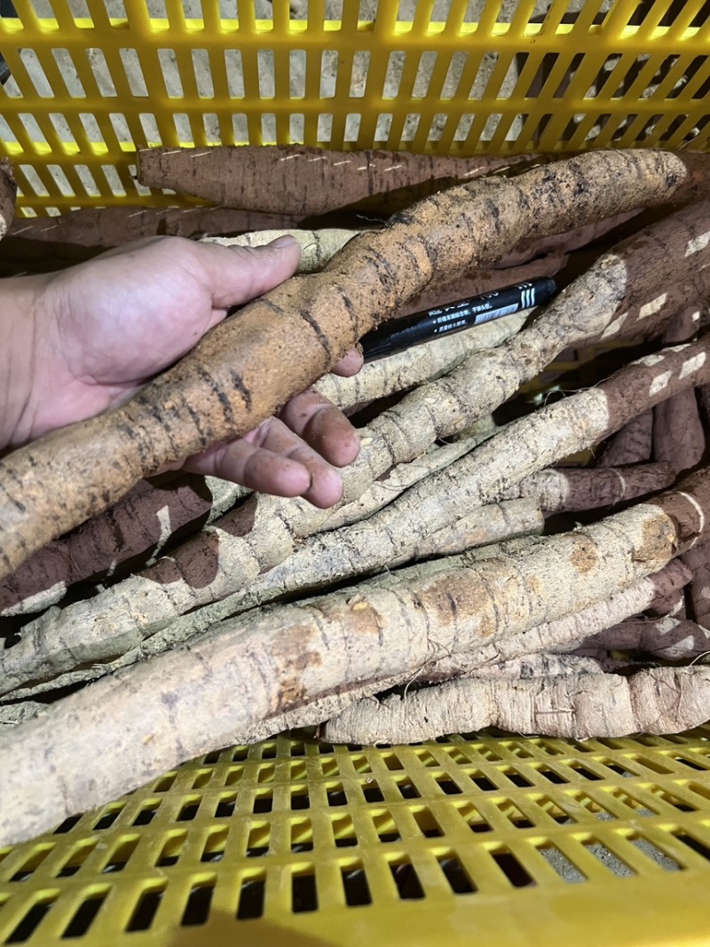 精品牛大力产地直发量大质优大牛中牛小牛小小牛大次牛