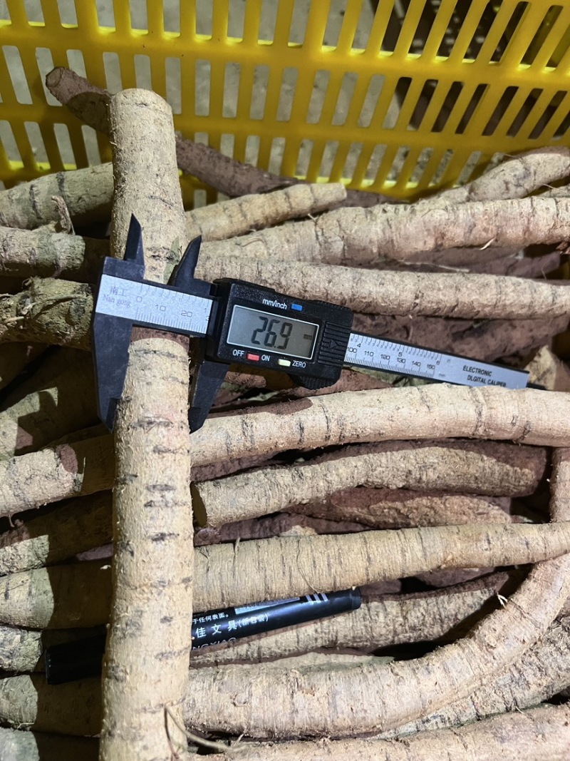 精品牛大力产地直发量大质优大牛中牛小牛小小牛大次牛