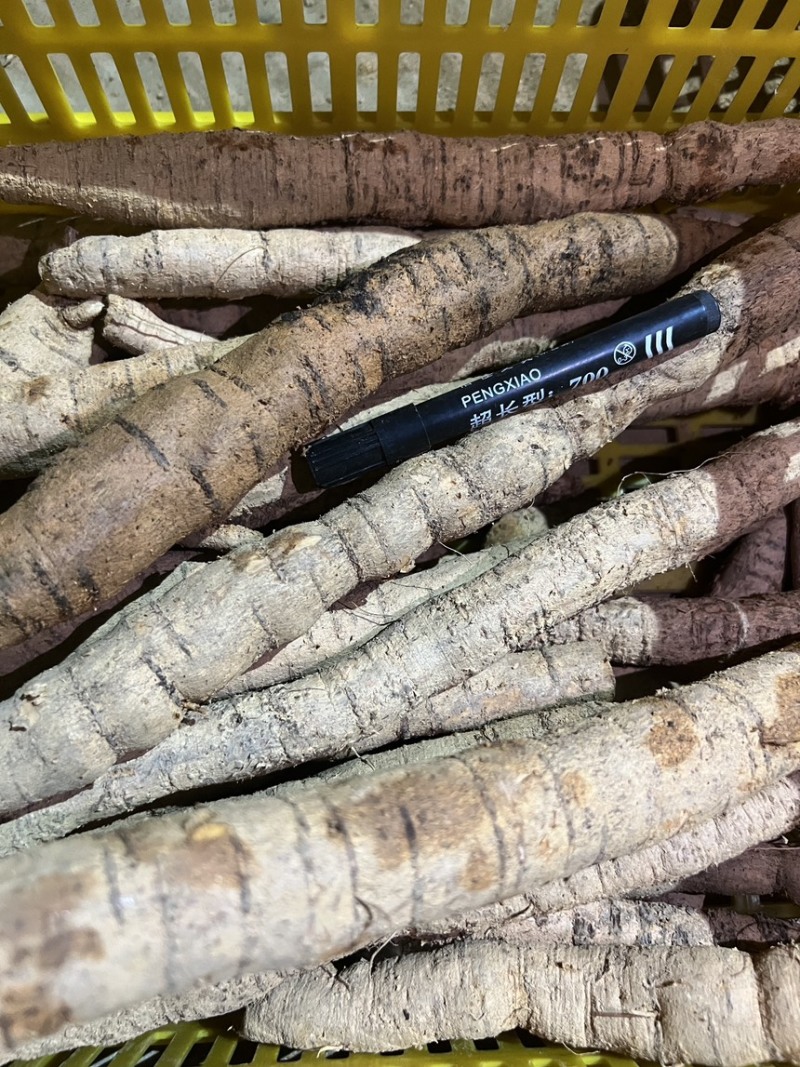精品牛大力产地直发量大质优大牛中牛小牛小小牛大次牛