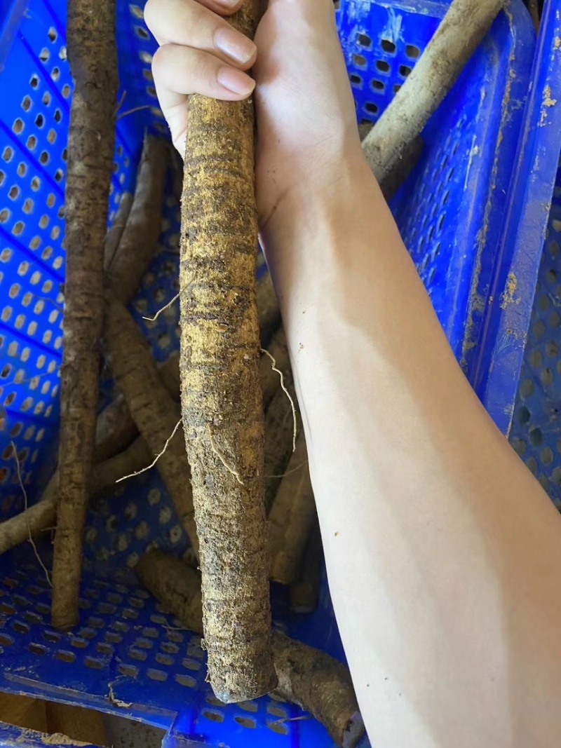 精品牛大力产地直发量大质优大牛中牛小牛小小牛大次牛