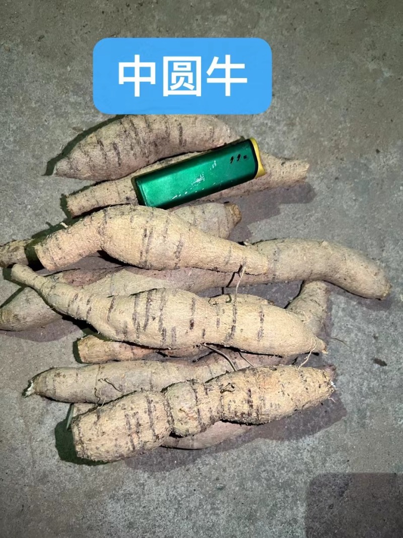 精品牛大力圆牛工厂常年供货大圆牛中圆牛小圆牛小小圆牛