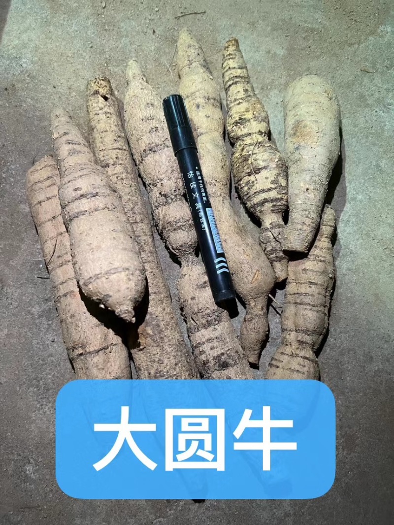 精品牛大力圆牛工厂常年供货大圆牛中圆牛小圆牛小小圆牛
