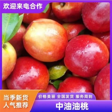 【中油16】随县中油油桃大量有货量大从优对接全国电商