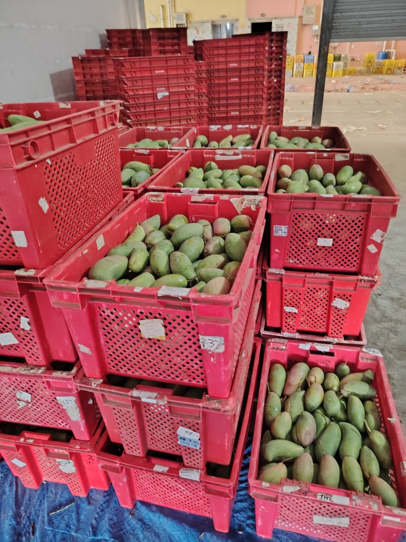 红象牙，大小红象牙，果面好，硬度够，大量供应电商，市场