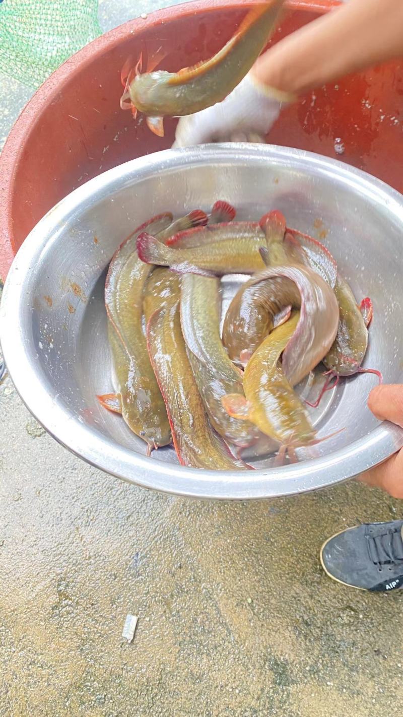 土塘角鱼，养殖十个月均重3.5两/条