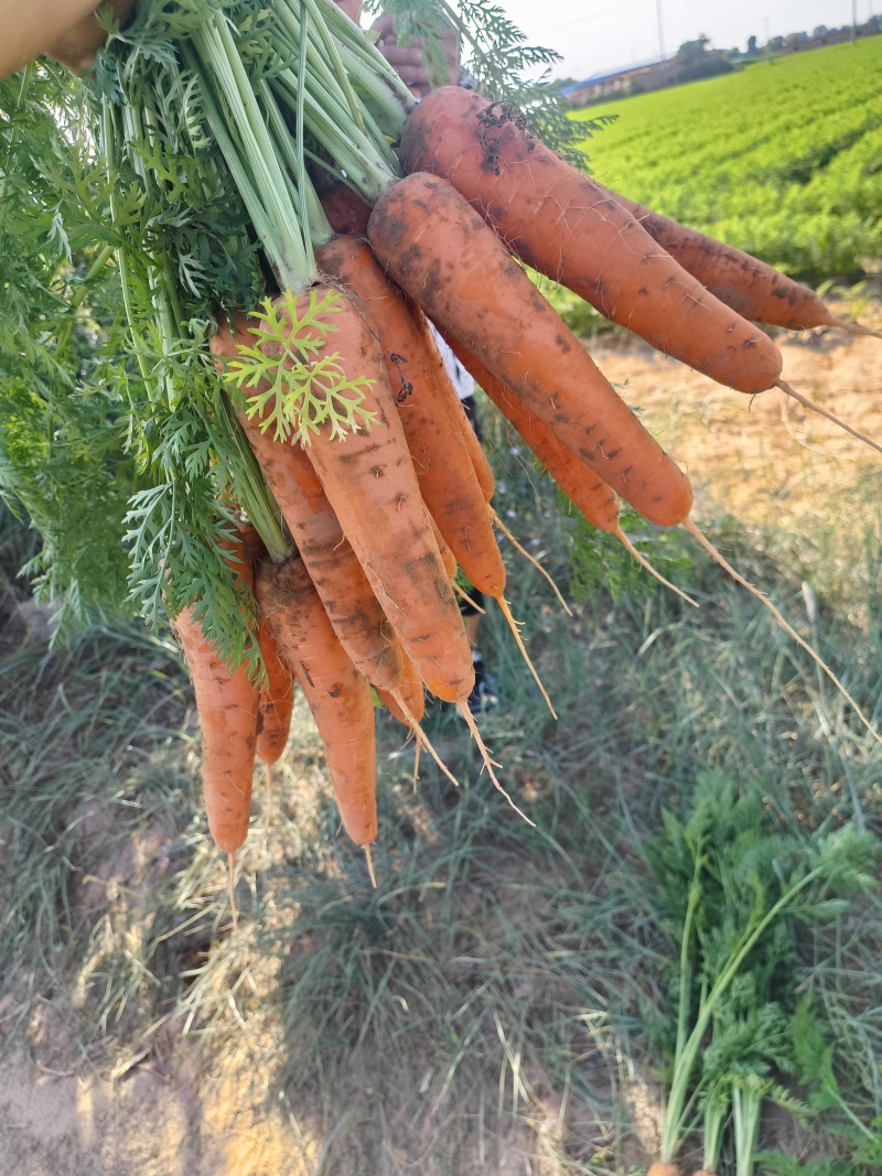 【推荐】陕西胡萝卜大量供应市场商超电商量大价优