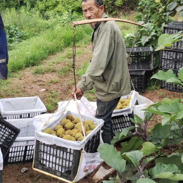 绿心猕猴桃河南华美2号奇异果大量上市产地直发供应全国