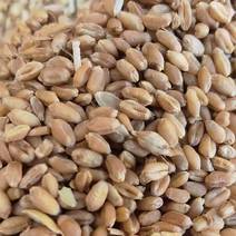 北方通货小麦粒粒饱满水不超12.5价格美丽