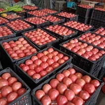 精品西红柿硬粉西红柿产地货源全国发货中