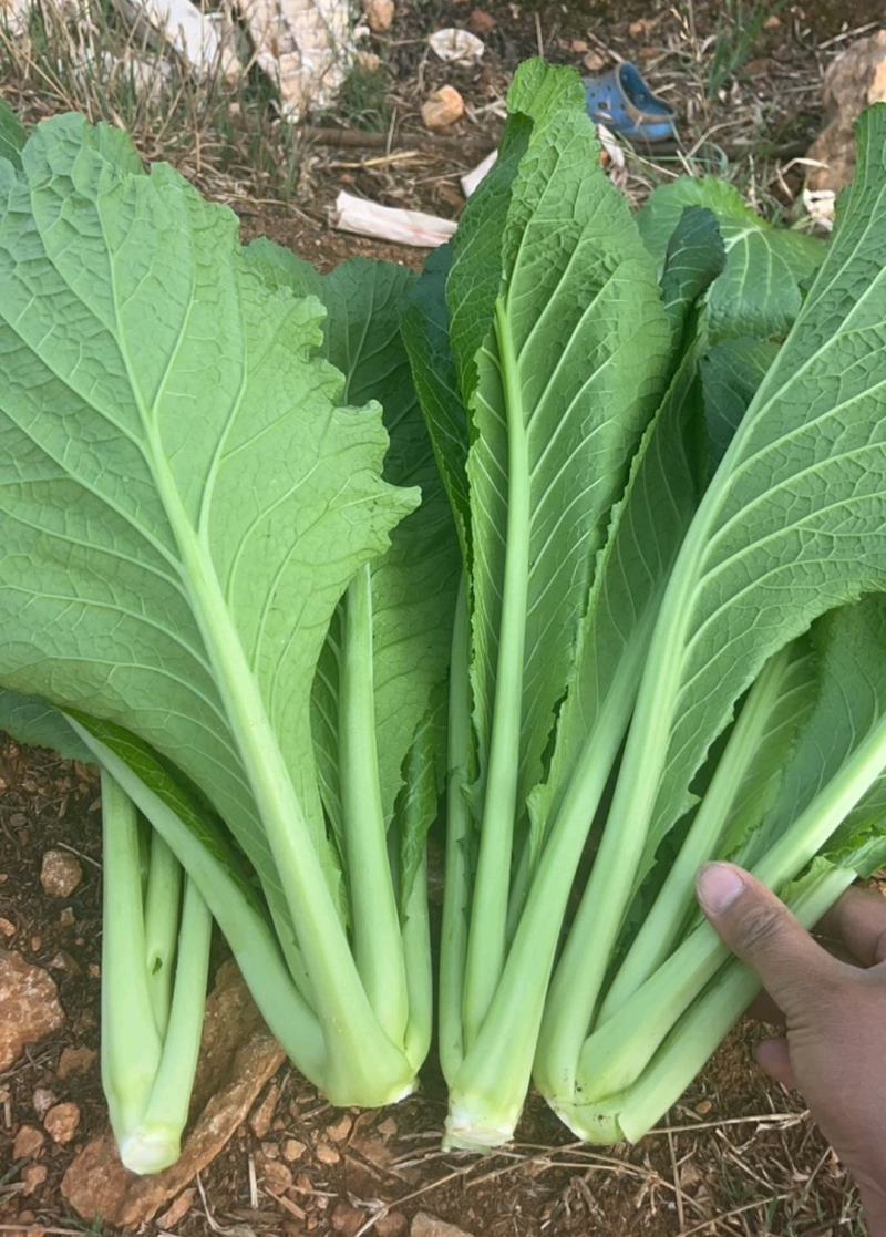 云南昆明嵩明县芥菜价格便宜了质量保证量大从优全国接单常年供货