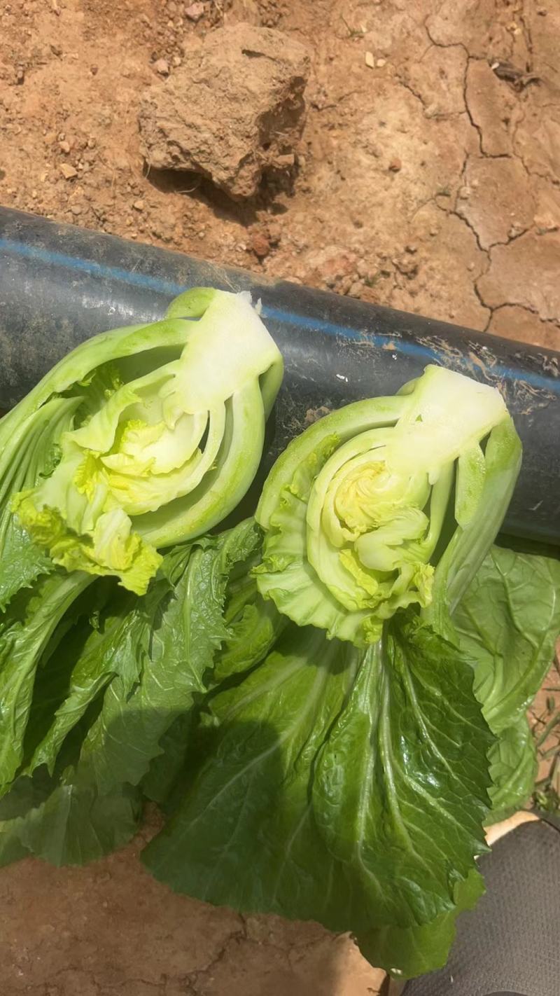 云南昆明嵩明县芥菜价格便宜了质量保证量大从优全国接单常年供货