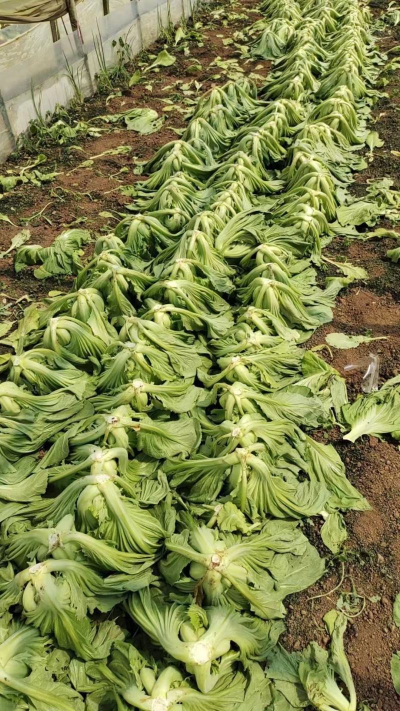 云南昆明嵩明县芥菜价格便宜了质量保证量大从优全国接单常年供货